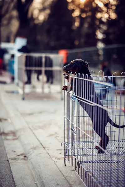 portrait of dog outside at day time