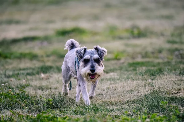 portrait of dog outside at day time