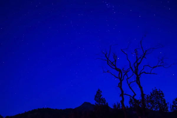 Árbol Cielo Nocturno — Foto de Stock