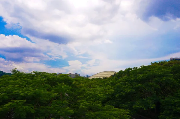 Árboles Verdes Fondo Cielo Azul — Foto de Stock