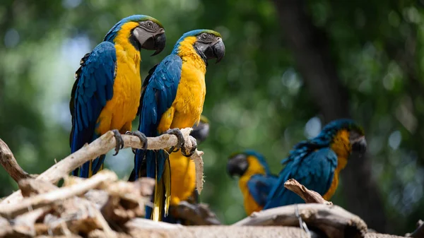 blue parrot in the forest.