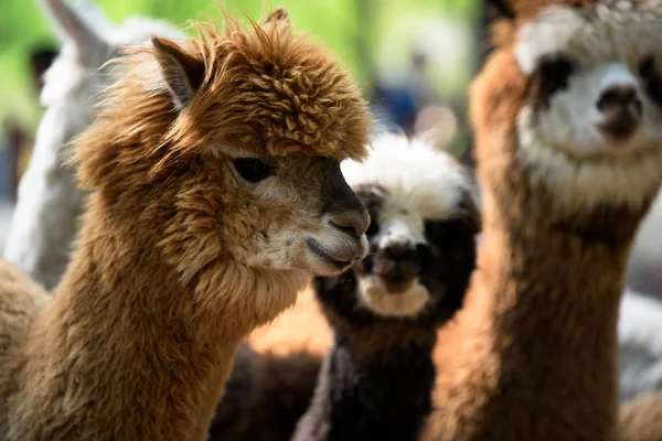 Dvě Ovce Zoo — Stock fotografie