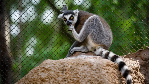 Maymun Lemur Hayvanat Bahçesi — Stok fotoğraf