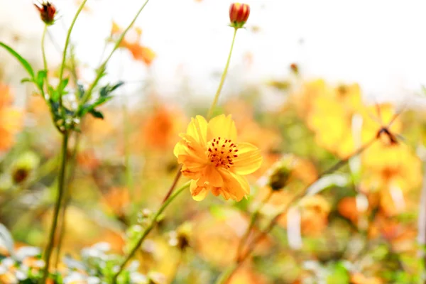 Flores Silvestres Jardín — Foto de Stock