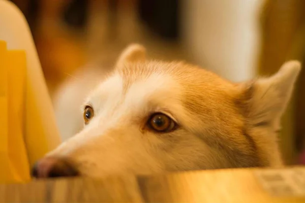 portrait of dog at home