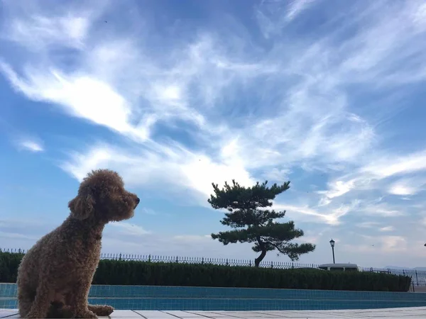 adorable dog outside at day time