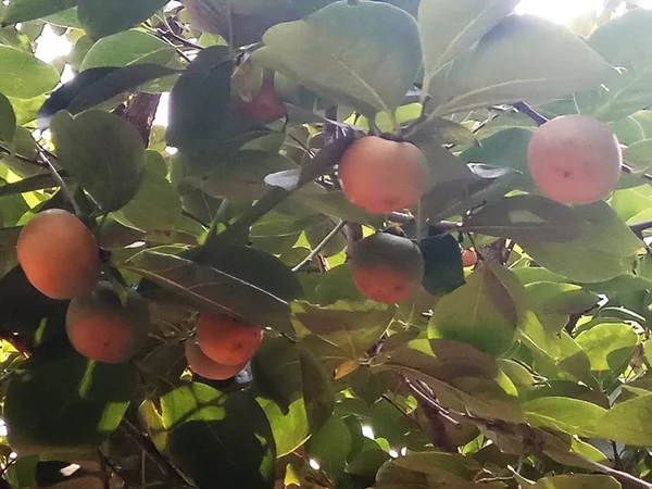 fruits hanging on a tree in the garden