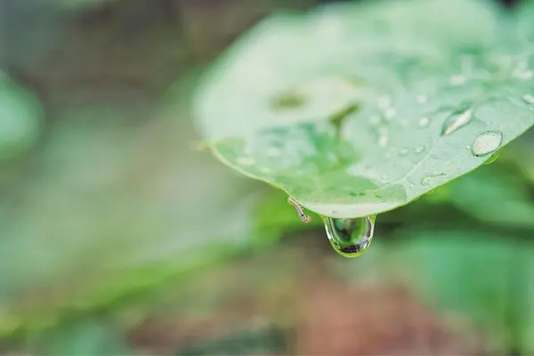 葉に水が落ち — ストック写真