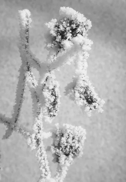 frozen flowers on a white background