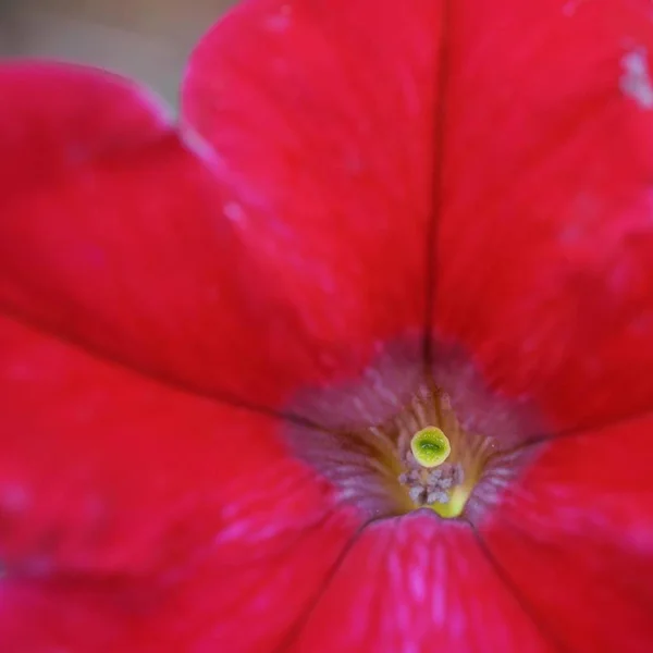 red poppies on a white background