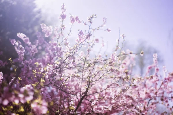 Vackert Blommande Körsbärsträd Våren — Stockfoto
