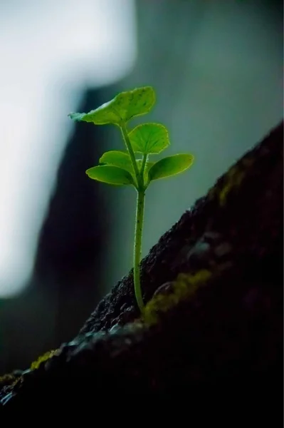 Folhas Verdes Árvore — Fotografia de Stock