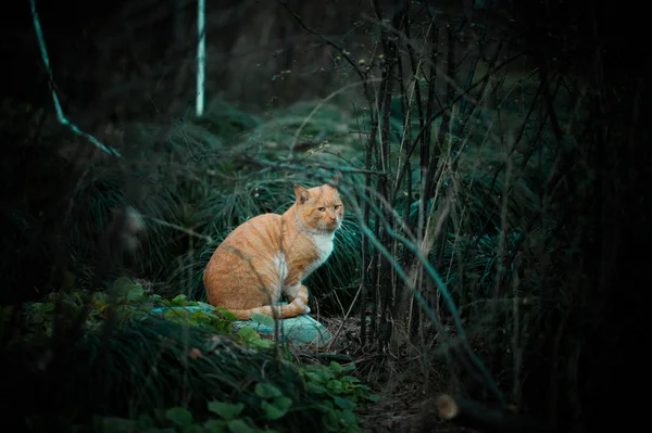 image of a lion in the forest