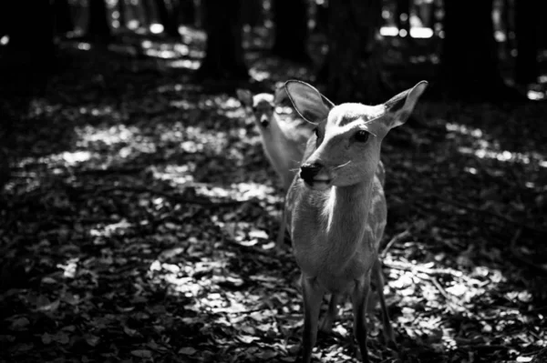black and white deer in the forest