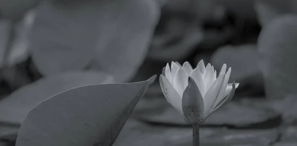 Waterlily flower in black and white