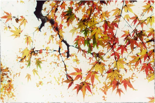 autumn leaves on white background.