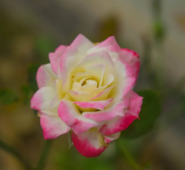 Hermosa Flor Florecen Primavera Cerca — Foto de Stock