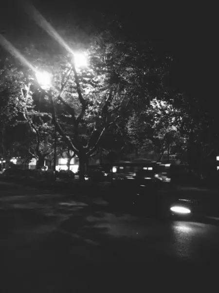 Árboles Parque Por Noche — Foto de Stock