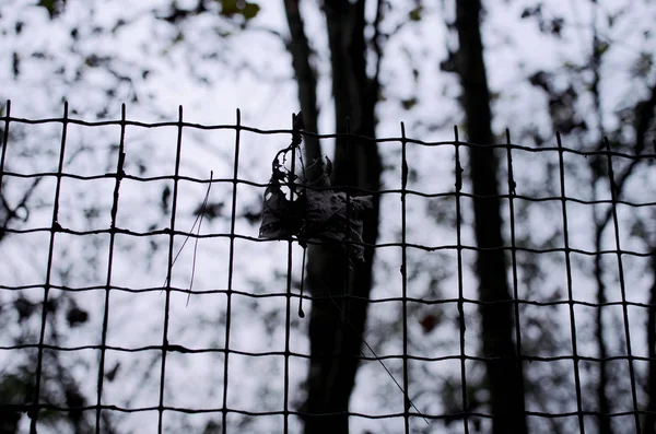 barbed fence in the forest.