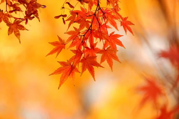red maple leaves in the autumn