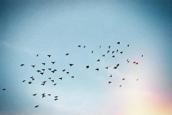 flock of birds flying in the sky