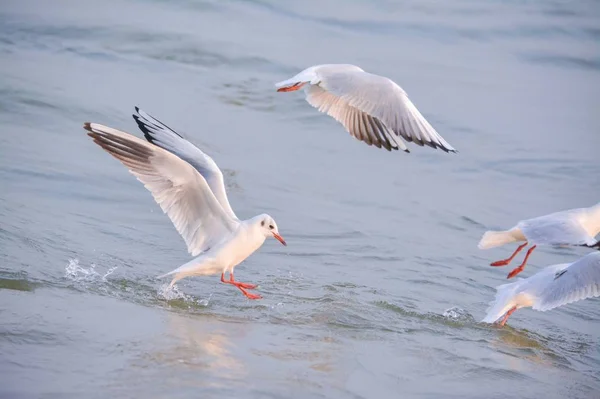 seagull on the lake in the sea