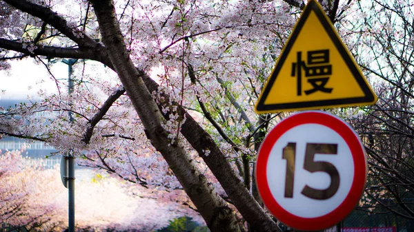Signos Árboles Con Letreros Bosque — Foto de Stock
