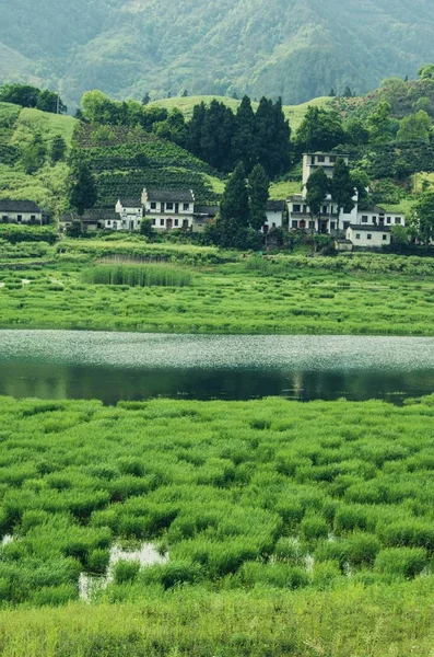 Campos Verdes Campos Vietnam — Foto de Stock