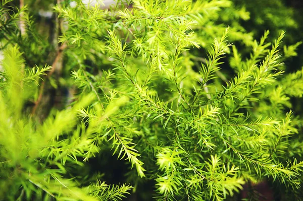 Hierba Verde Fresca Bosque — Foto de Stock