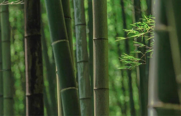 bamboo plant in the forest.