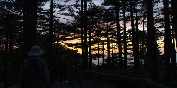 View of evergreen forest in evening