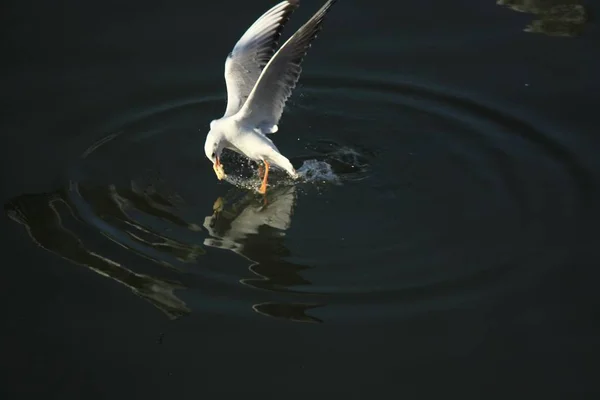Flying bird catching food in water