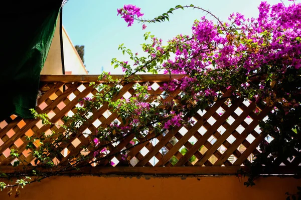 Flowers on fence of Jardin Majorerlle Gardens, Jardin, Morocco.