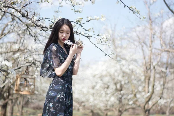 Asian woman near cherry tree blossom