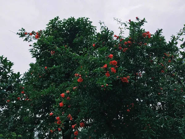 red roses on the tree in the garden