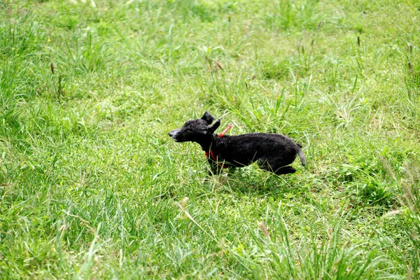 Adorable Lindo Perro Mascota — Foto de Stock