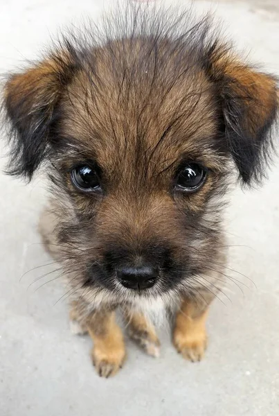 Portrait of cute adorable dog
