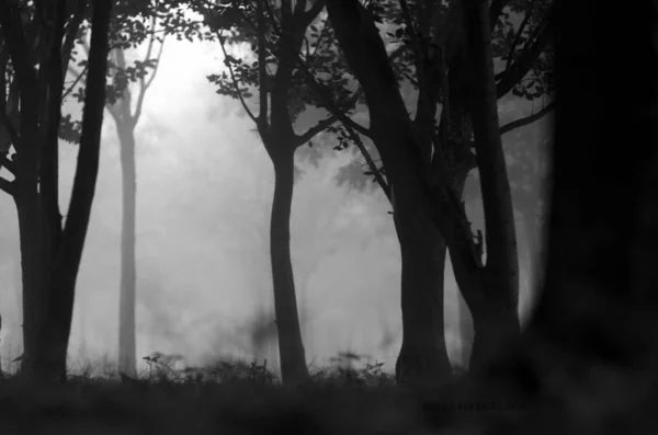 Silueta Una Chica Bosque —  Fotos de Stock