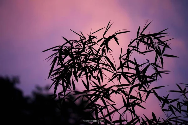 purple flowers on the sky background