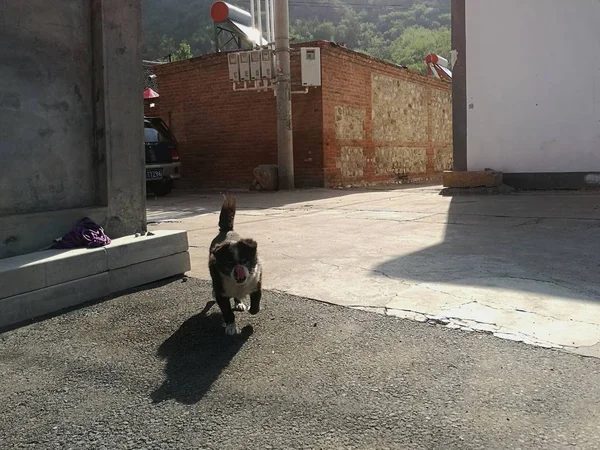 dog on the street of the city
