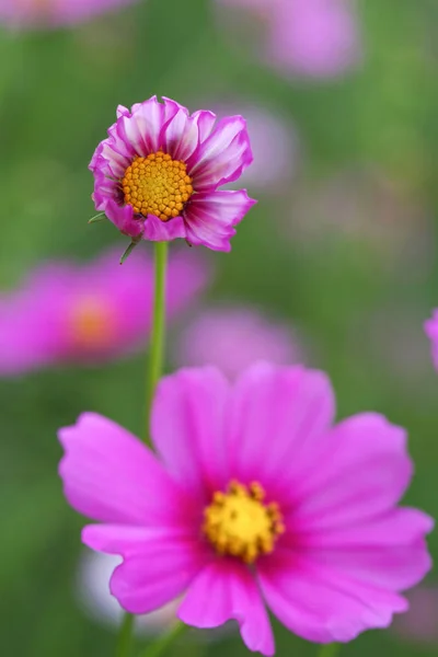 close up of flowers growing in the garden