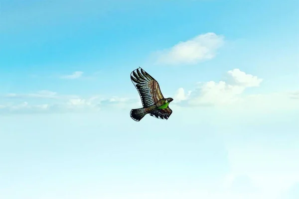 eagle bird flying in the sky