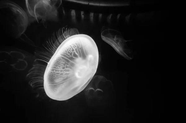 jellyfish in water, aquatic underwater