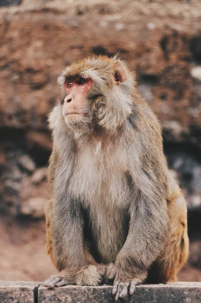 cute monkey animal on background