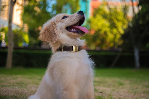 adorable dog outside at day time