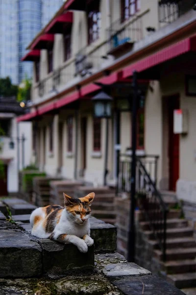 Hermoso Gato Ciudad — Foto de Stock