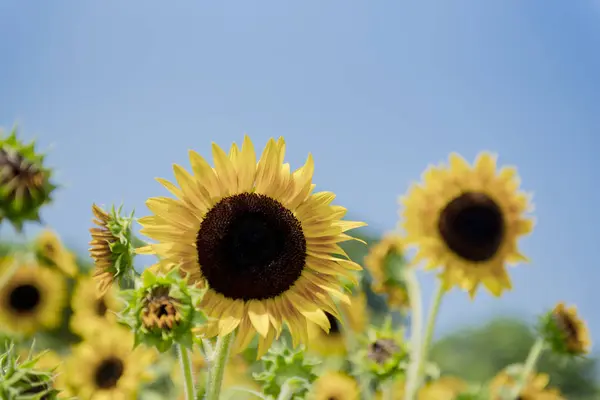 Close Van Zonnebloemen Het Veld — Stockfoto