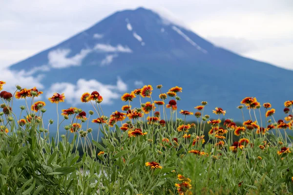 Dzikie Kwiaty Górach — Zdjęcie stockowe