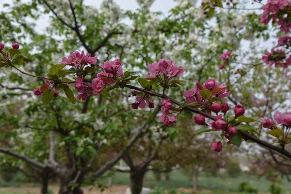 Hermoso Cerezo Flor Primavera — Foto de Stock