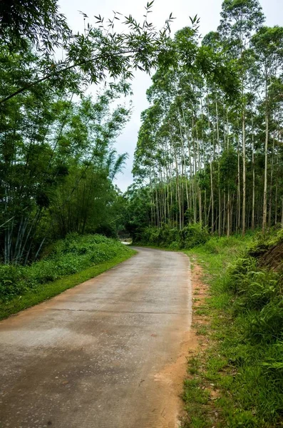 Estrada Rural Floresta — Fotografia de Stock